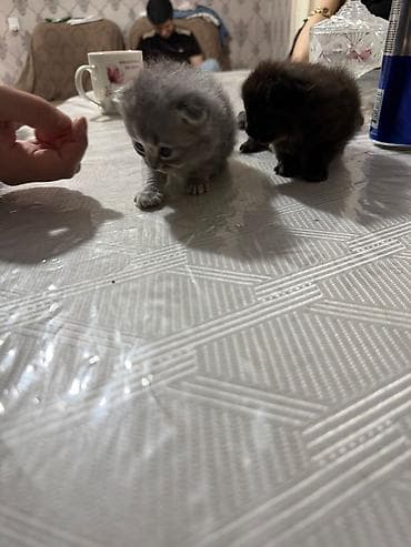 pişik ucun sumka: Şotland yastı qulaq, Pulsuz çatdırılma — 3