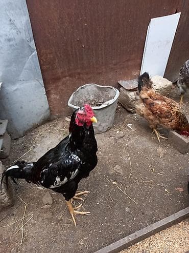 Toyuq, Damazlıq lalafo.az -da Toyuq, Damazlıq