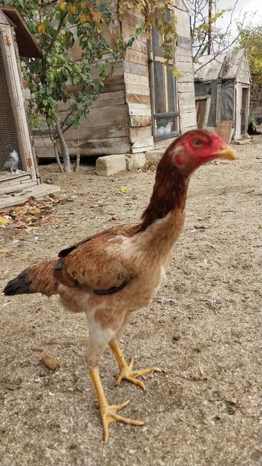 попугай жако купить в баку: 7 aylıq fərədi — 10