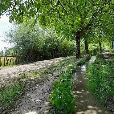 mdf satışı: Məhsul: Zoğal bağından təzə zoğal (Cornus mas) Təsvir: - Şəkillərdə — 6