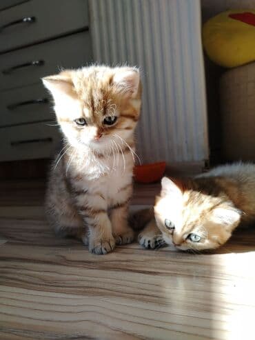 золотая шиншилла котенок: Qızıl şinşilla, Erkək, Dişi, Yaxşı əllərə, Ünvandan götürmə, Ödənişli çatdırılma — 2