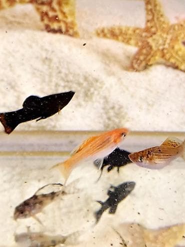 Molinezi, Sülhsevər