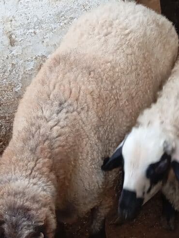 cins inekler azerbaycanda: Qoyun – ət və yun istiqamətli - Cins tipi: yerli qarışıq tip — 2