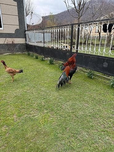 gəncə toyuq satan: Cins: heyrati xoruz (uzunboy, yığcam bədən quruluşu) Rəng — 4