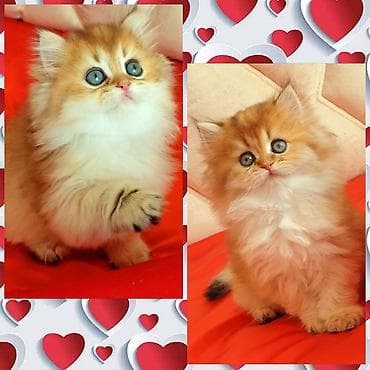 Erkək, Ünvandan götürmə lalafo.az -da Erkək, Ünvandan götürmə