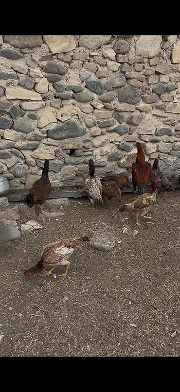 Toyuq, Ətlik lalafo.az -da Toyuq, Ətlik