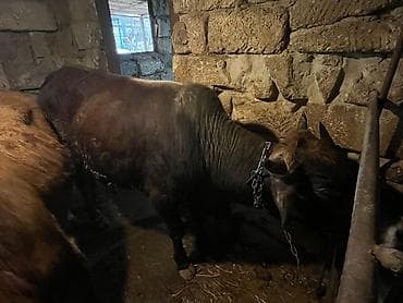 Heyvanlar üçün mallar: Məhsul: Qaramal – erkək mal (öküz/buzağıdan böyüdülmüş) — 2