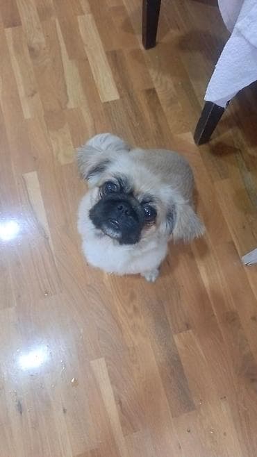 pekinez qiymeti: Pekines — 1