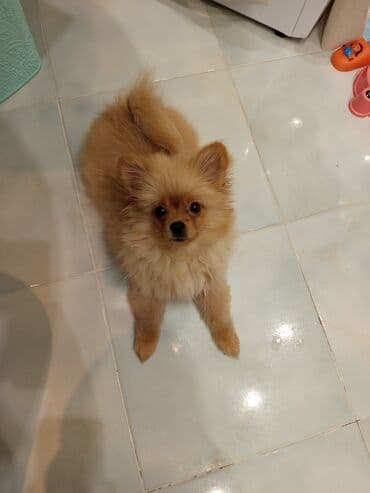 Heyvanlar üçün mallar: Şpitz, 3 ay, Erkek — 4