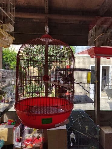 Gəmiricilər: Quşlar üçün nəzərdə tutulmuş, asma tipli, qırmızı rəngdə qəfəs — 2