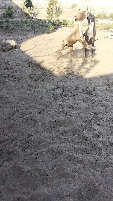 ağ afcarka: Pitbul, 4 ay, Ünvandan götürmə — 6