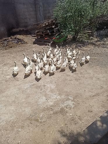 ev heyvanları it: Sağlam heyvanardı real alıcıya endirim olacaq — 8