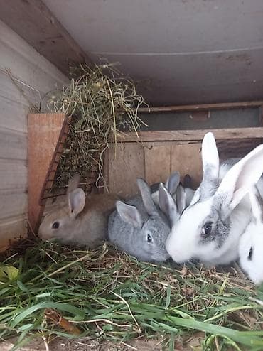 Quşlar: Salam 39 günlük 8bala dovşan satılır. Qiymət 35manat dəst — 2