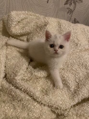 məhşur pişik adları: Britan — 2