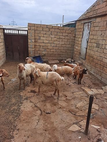 coban iti adları: Quzu və qoyunlar – yerli ətlik sürü - Növ: yerli ətlik qoyunlar — 3