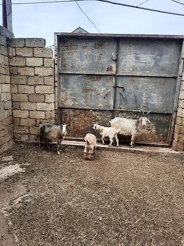 keci satisi: Qoyun-keçi təsərrüfatı üçün anaç keçilər və balalar paketi - Növ — 5