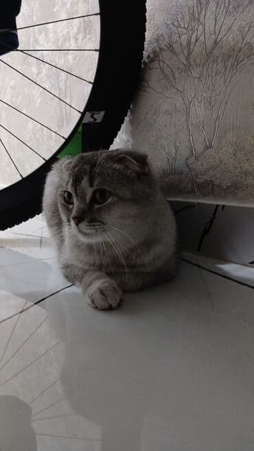 sevimli pişik şəkilləri: Şotland yastı qulaq, Dişi — 2