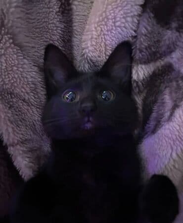 Bıçaqlar: Dişi, Yaxşı əllərə, Pulsuz çatdırılma — 2