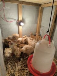 cuce sekli: 🐣 Lohman Brown Cücələri 10 ədəd 1 aylıq cücələrdi Tam sağlam və çox — 1