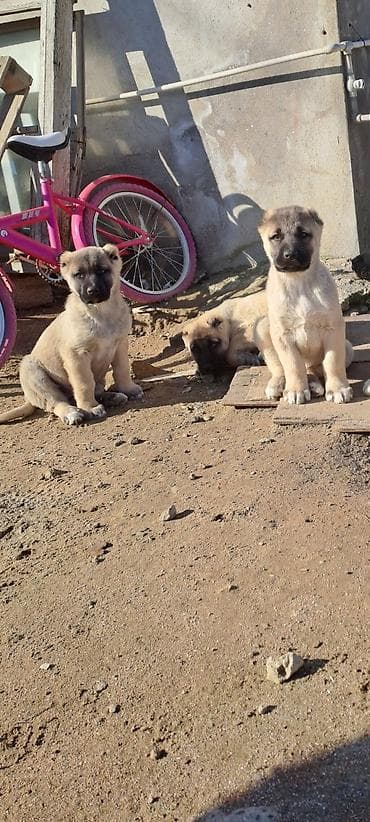 Pişiklər: Kanqal — 1