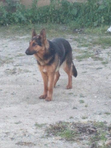 golden it cinsi: Alman çoban iti, 6 ay — 2