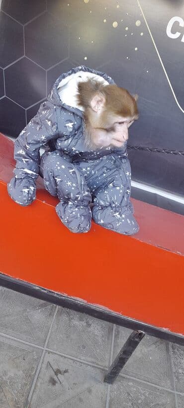 животные в добрые руки: Tayson adlı meymun satılır. Ağıllışirindi. Kim isdəsə yazsın — 3