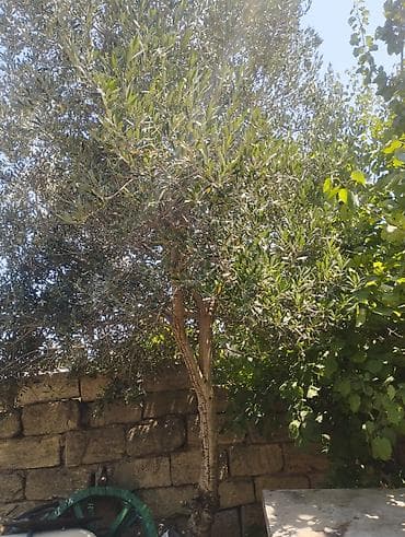 zogal agaci: Zeytun ağacı - Növ: Zeytun (Olea europaea) - Ölçü və quruluş — 2
