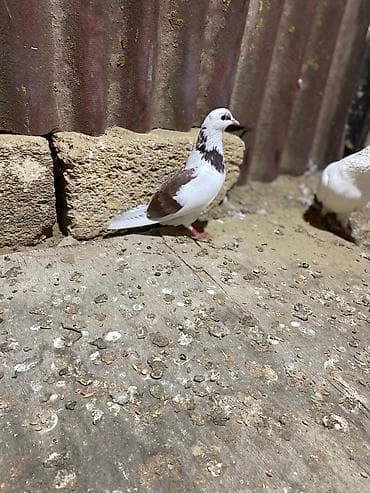 ağ quyruğ: Tutulma heyvanlar tək tək qiymət fərqlidi ağ erkəy mor çəp maya drakon — 2