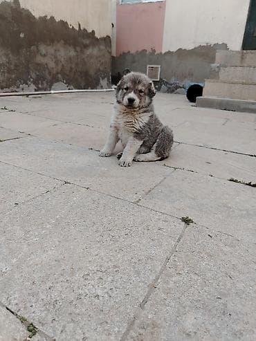 it aliram bakida: Kanqal, 1 ay, Erkek — 3