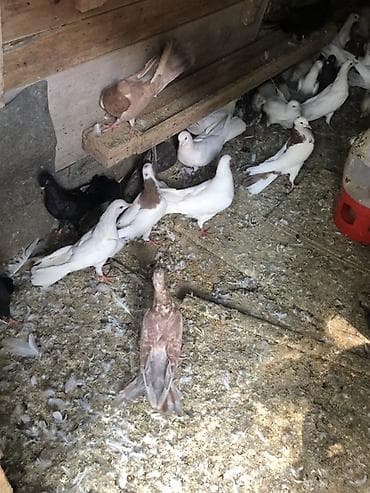 ev qus: Məhsul: Ev göyərçinləri – müxtəlif rəng və naxışlarda uçan və bəzək — 1
