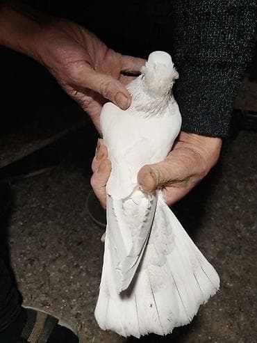 lalafo goyercin satisi: Ağ rəng üstünlük təşkil edən ev göyərçinləri – dəst halında. - — 9