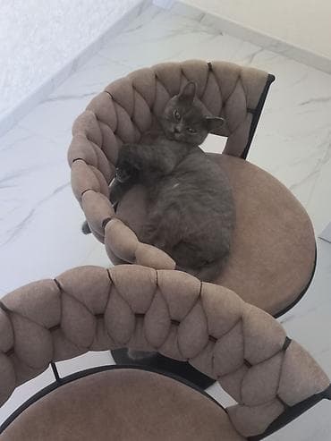 şotlan pişiyi: Britan, Dişi, Yaxşı əllərə, Ünvandan götürmə — 4