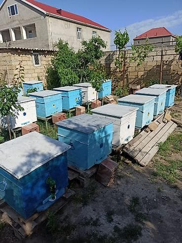 hava kompresoru satilir: Arılar bakfast ve kalinka növləridi. Yüksək məhsuldarlıq verir — 3
