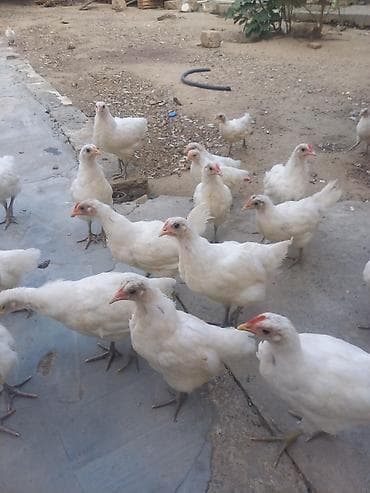 Toyuq cücələri, Damazlıq, Ünvandan götürmə — 1