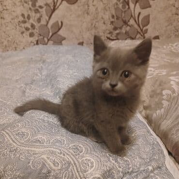 Tavalar: Yaxşı əllərə — 4