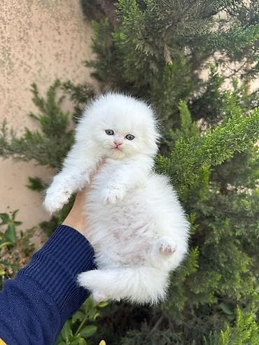 ucuz pişiy: Novruz temalı peşəkar pişik balası fotosessiyası whats ap ile elaqe — 6