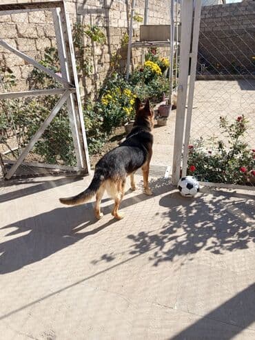 alman coban iti: Alman çoban iti, 2 il, Dişi, Ödənişli çatdırılma — 5