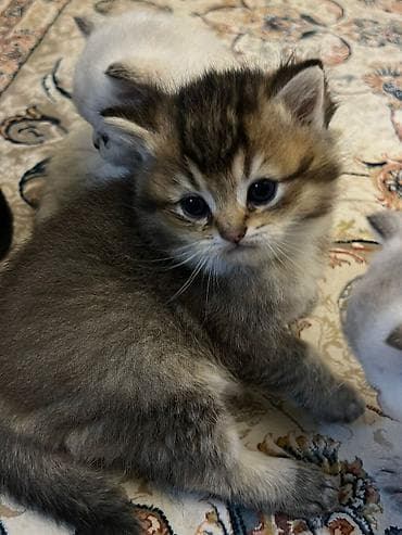 xamilyon heyvan: Şotland — 4