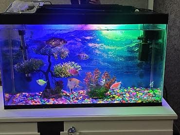 heyvan satışı: Dördbucaq akvarium, Balıqlarla birlikdə, 40 l, Ünvandan götürmə — 1