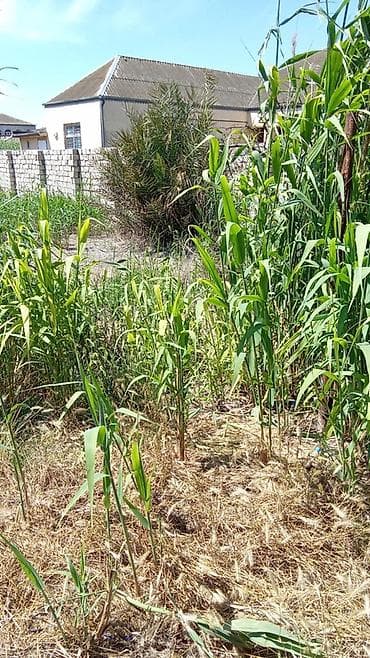 serq qerb mtk: 2 sot, Tikinti, Mülkiyyətçi, Kupça (Çıxarış) — 7