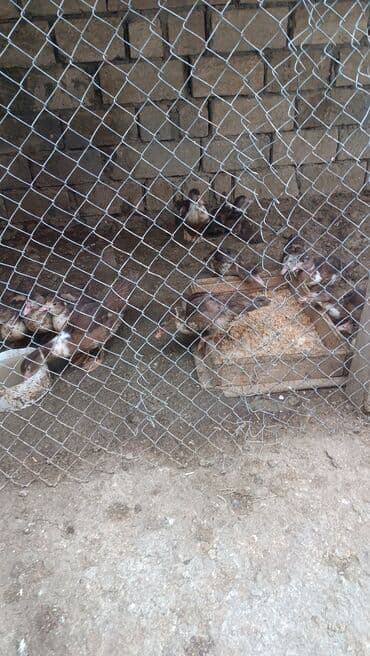 qaz ordek satisi: Muscovy ördəkləri (indo-ördəklər) – qəhvəyi-ağ ləkəli, yarıyetişkin — 3