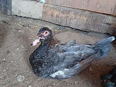 derzi quşu: Salam hazir çüt lal ördekler satiram 5 ayliqdilar çütleşirler dişi — 6