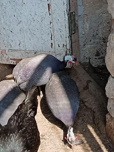 col toyuğu: Salam olsun firengdi yumurtalar satılır 50qepiyr mayalidilar sayı azdi — 3