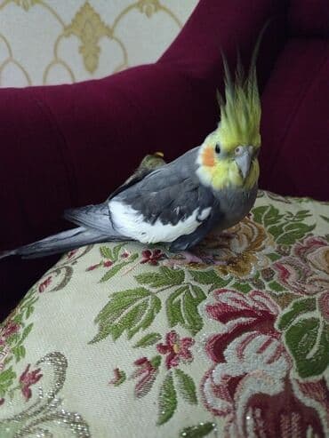 Nymfa (cockatiel) tutuquşu Şərait Olmadigi ucun satilir Sadece Vp - — 4