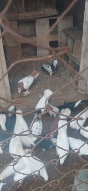 Akvariumlar: Iranski cil — 2