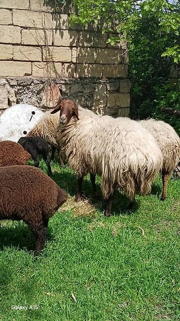 Məhsul: Qoç.Qala sortu 3yaw.real alıya endirim var.elaqe nomre ve