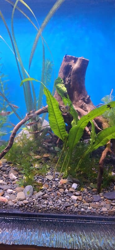 С/х животные и товары: Гуппи, Мирные, Самовывоз — 2