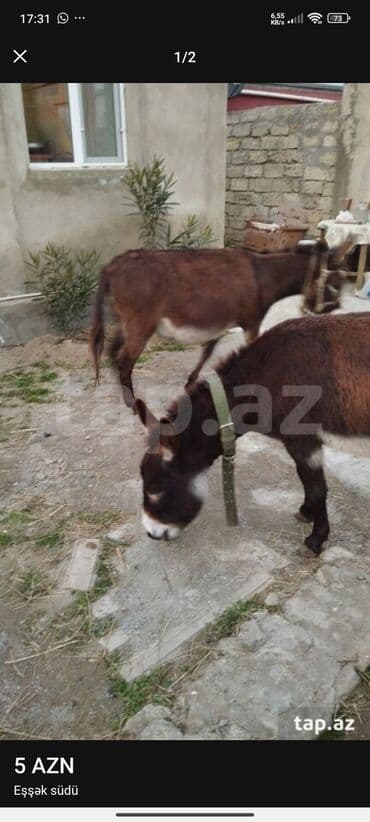 Göy öskürək dərmanı, ağ ciyər mədə bağırsaqa çox faydalı süddür Göz
