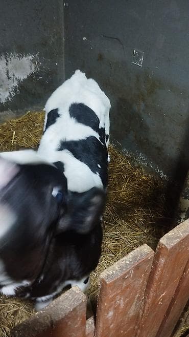 Pişiklər: Holşteyn cinsinə aid qara-ağ ləkəli buzov. salam disi buzovdu koosdin — 4