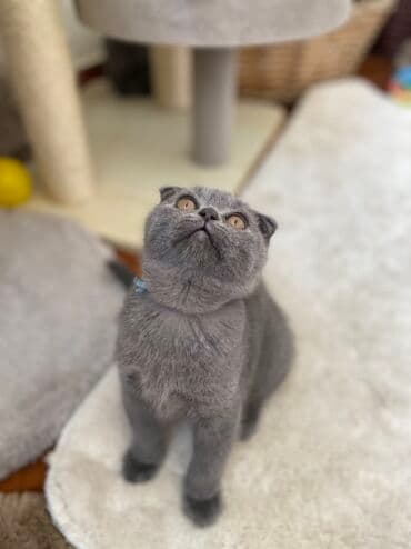 pişik şəkili: Şotland, Dişi, Erkək, Ünvandan götürmə — 4